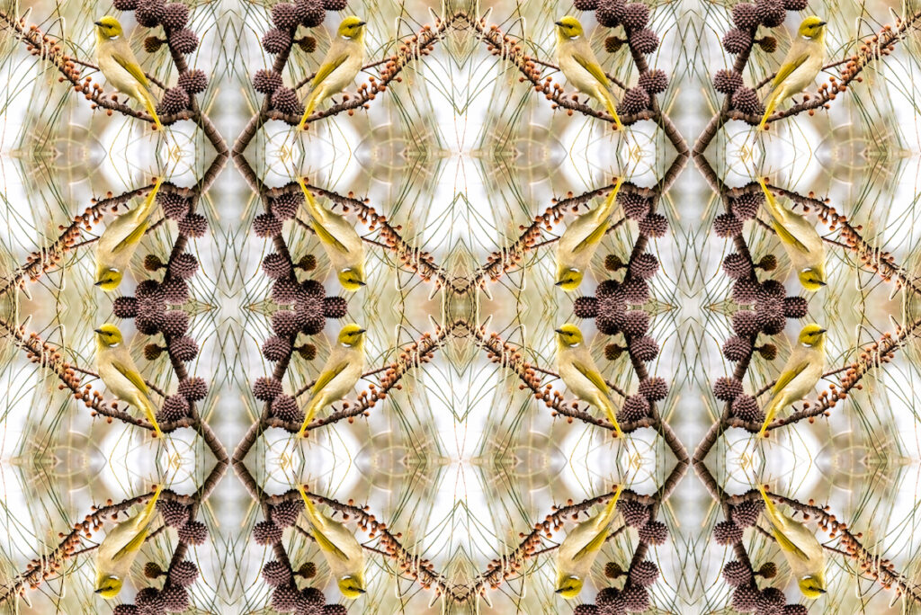 Kaleidoscopic image of a yellow bird sitting on a branch with pine cones.