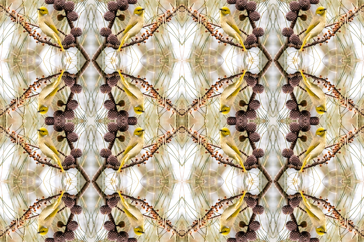 Kaleidoscopic image of a yellow bird sitting on a branch with pine cones.