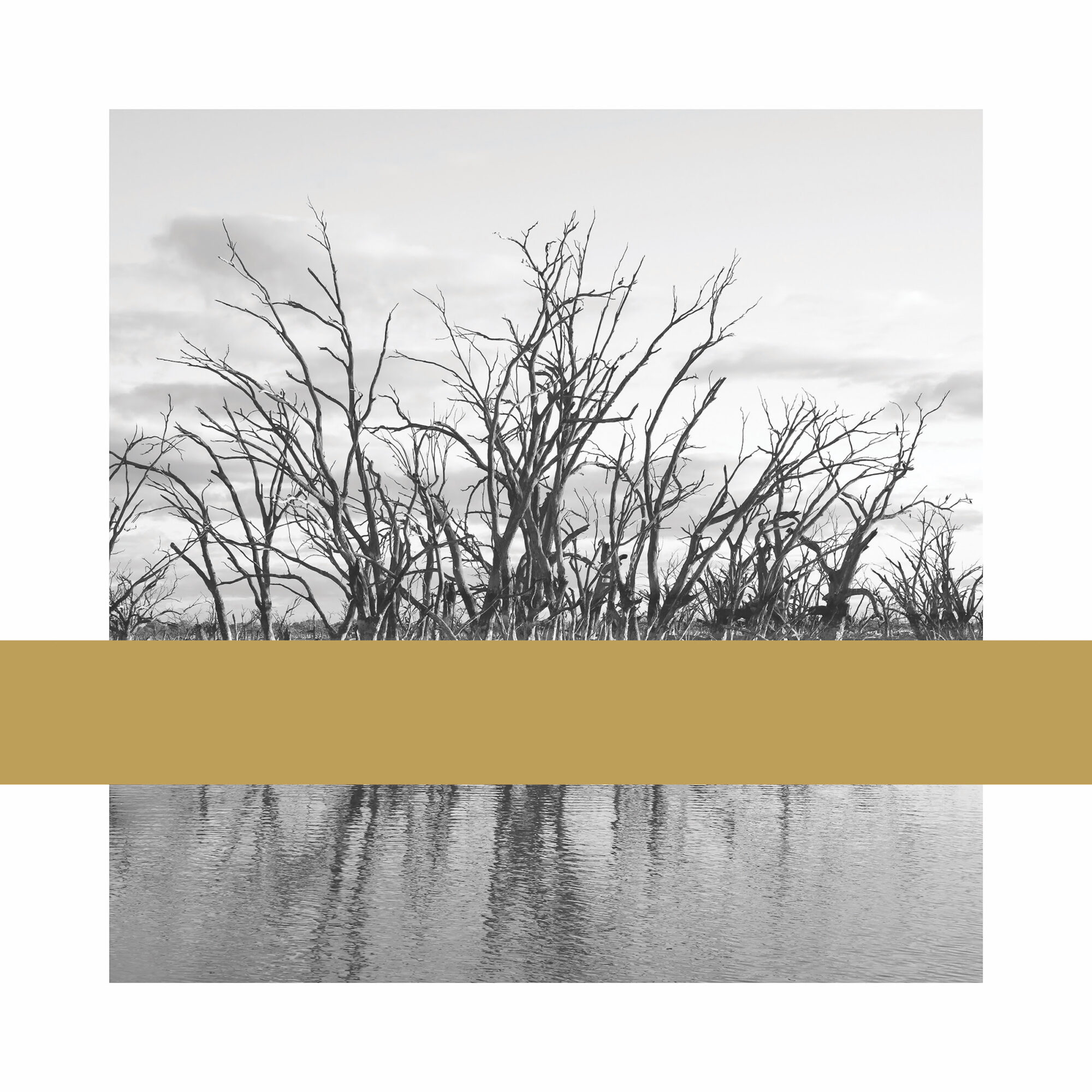 Black and white photograph of leafless trees emerging from a body of water, with a golden stripe overlaid across a section of the lower half of the image.