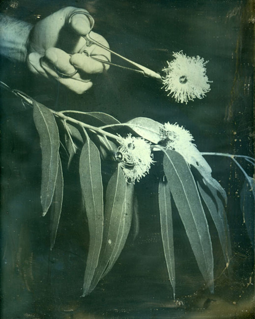 Green-tinged black and white photograph of a hand holding metal forceps, pinching a blossoming eucalyptus flower over a branch of eucalyptus leaves and more flowers.